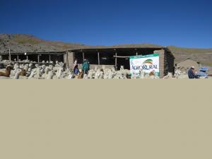 AGRORURAL INICIA CONSTRUCCIÓN DE COBERTIZOS EN MOQUEGUA