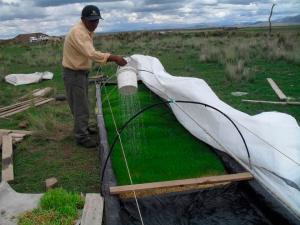 AGRORURAL INSTALÓ 60 MÓDULOS DE FORRAJE VERDE HIDROPÓNICO EN EL SUR