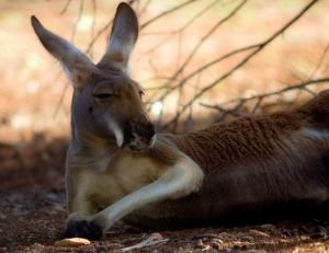AHORA SE PUEDE IMPORTAR CARNE DE CANGURO A PERÚ