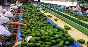 Alimentos lideran crecimiento de exportaciones no tradicionales durante enero-noviembre de 2018