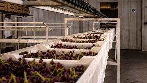 Almacenamiento frigorífico de uva en Estados Unidos asciende a 12.344.395 cajas, lo que representa un aumento de 54.9%