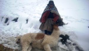ALPAQUEROS: MUERTES DE ALPACAS Y LLAMAS SE INCREMENTARÍAN EN 45 DÍAS