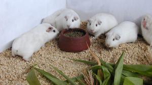 Alta calidad genética de raza de cuy Andina mejora la economía de 80 mil familias