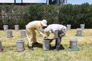 Analizan el potencial de la diversidad del maíz Cabanita para la alimentación saludable