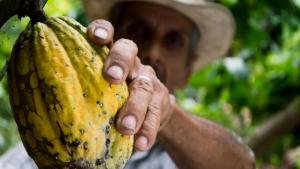 Ante crisis mundial de cacao, Perú quiere fortalecer su lugar sobre todo con derivados