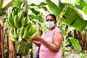 Aprueban "Manual de Uso del Sello Nacional de la Producción Orgánica"