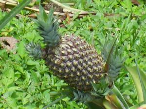 APUESTAN POR CULTIVO DE PIÑA GOLDEN, SAMBA Y CARIBEÑA EN OCOBAMBA