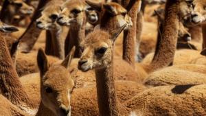 Arequipa será declarada capital de la vicuña del Perú