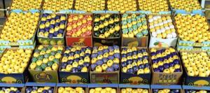 ARGENTINA PREVÉ REINICIAR EXPORTACIÓN DE LIMONES A EE.UU. DESPUÉS DE 16 AÑOS