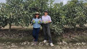 Asociación Ediflor comercializó 54.66 toneladas de palta Hass a empresas agroindustriales