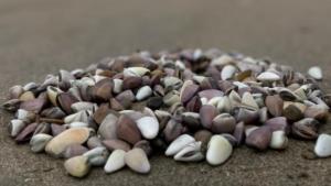 Autorizan extracción de “maruchas” en zona entre Piura y Lambayeque