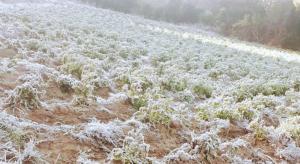 Bajas temperaturas en Ayacucho generan pérdidas de más de 2.000 hectáreas de cultivo en la presente campaña