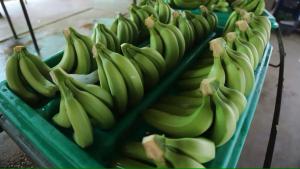 Banano se suma a lista de productos que ya superaron exportación del 2023