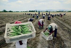 BCR eleva la proyección de crecimiento el sector agropecuario para este año de 4% a 4.8%