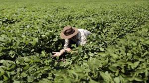 BCR: Se perdieron 100.000 empleos en el sector agropecuario durante enero