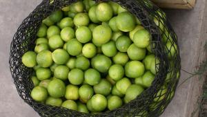 Brasil inunda Chile con su limón Tahití