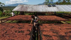 Cacao peruano: Desafíos y oportunidades en un año de precios históricos