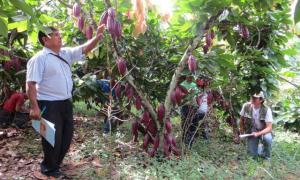 CACAOTEROS DE UCAYALI REALIZAN PASANTÍA EN SAN MARTÍN