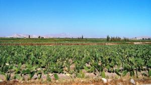 Cadena de la cochinilla en Arequipa  debilitada por ola de inseguridad