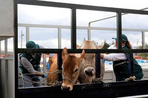 Cajamarca abastece con más de 140 mil animales el mercado nacional