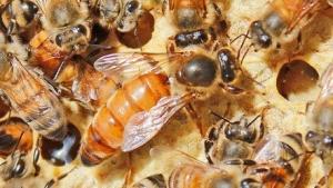 Cambiar Reinas: Clave para el éxito apícola