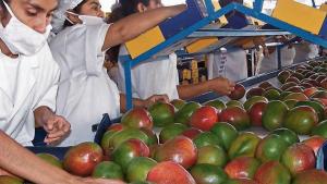 Campaña de mango 2023/2024 cerró negativamente, pero la próxima promete mejorar