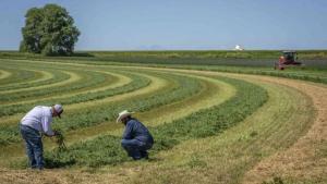 Campaña de Siembra de Pastos y Forrajes beneficiará más de 68 mil cabezas de ganado
