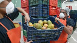 Campaña peruana de mango se adelanta y la cosecha se concentrará entre las semanas 43 y 50
