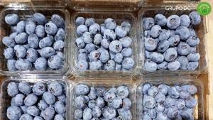 Camposol se convierte en la exportadora líder de arándanos peruanos a China