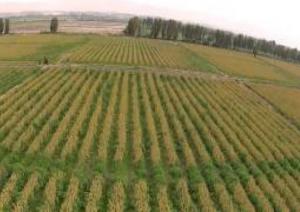 CAMPOSUR PRODUCIRÍA 1.200 TONELADAS DE QUINUA ESTE AÑO