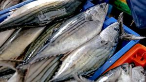Captura de bonito alcanzó las 71,411.88 toneladas hasta mayo de 2024, mostrando un aumento de 81%