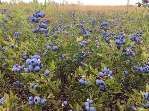 Casi el 60% de la superficie frutícola canadiense se dedica a los arándanos