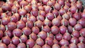 Cebolla peruana amplía mercados, pero mantiene precios históricamente bajos
