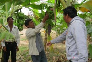CEPIBO DEJÓ DE EXPOTAR EL 40% DE SU PRODUCCIÓN DE BANANO ORGÁNICO