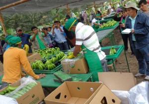 CEPIBO EXPORTARÍA 11 MIL TONELADAS DE BANANO ESTE AÑO