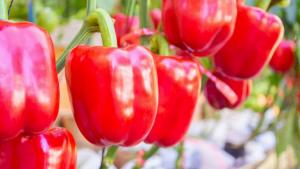 China lideró la producción mundial de pimiento en 2023
