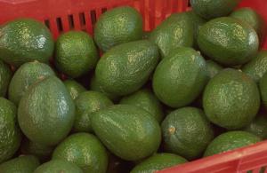 China se convierte en el sexto destino de la palta mexicana