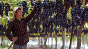 China superó a Perú como principal exportador de uva de mesa en volumen en 2024