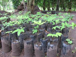 CIEN MIL PLANTAS PRODUCIRÁ VIVERO AGROFORESTAL EN BELLAVISTA