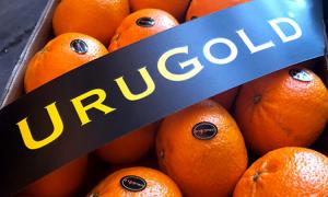 Cítricos de Uruguay experimentan alza en producción y envíos en 2024