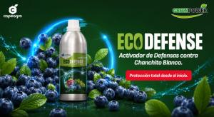 Cochinilla Harinosa en arándano: una amenaza para la exportación que exige soluciones eficaces