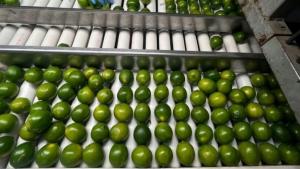 Colombia y Perú desempeñan un papel cada vez más importante en las importaciones estadounidenses de lima