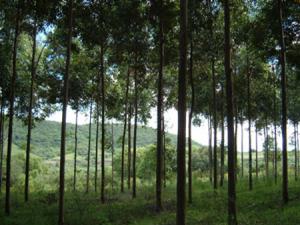 COMIENZAN A DEBATIR LA LEY FORESTAL EN LAS REGIONES