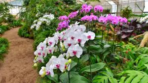 Comisión Agraria del Congreso de la República propone declarar el 5 de noviembre “Día Nacional de la Orquídea”