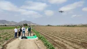 Con imágenes espectrales de drones monitorean cultivos de fresa en Huaral