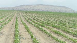 Congreso de la República declara de interés nacional la ampliación de la frontera agrícola en los valles de Ilo, Moquegua y Torata