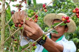 Consejo Regional institucionaliza “Día del Café Ucayalino”