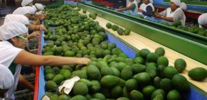 CONSUMO DE PALTA EN LA UNIÓN EUROPEA SE DUPLICÓ EN SEIS AÑOS