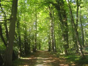 CONVENIO PROMOVERÁ CONSERVACIÓN DE RECURSOS FORESTALES Y FAUNA SILVESTRE