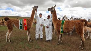 Cooperativa Comunal de Huayllay en Pasco recibirá protagonismo en Expo Fiya Yauris 2025